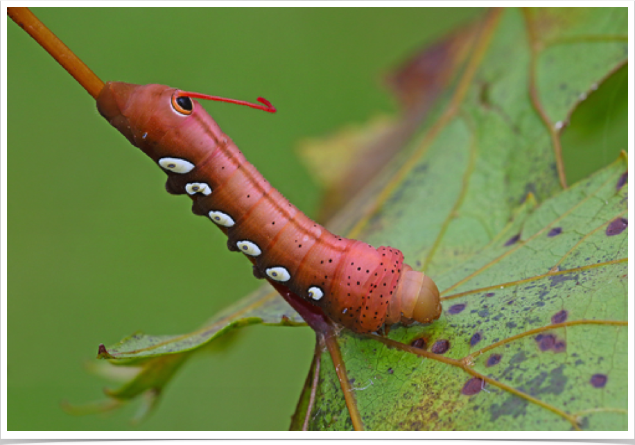 Eumorpha pandorus
Pandorus Sphinx
Cleburne County, Alabama